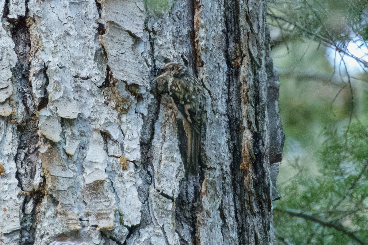 Brown Creeper - ML641260404