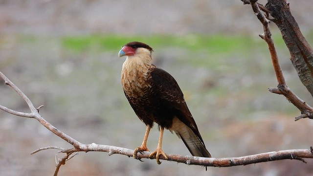Crested Caracara (Northern) - ML641260406