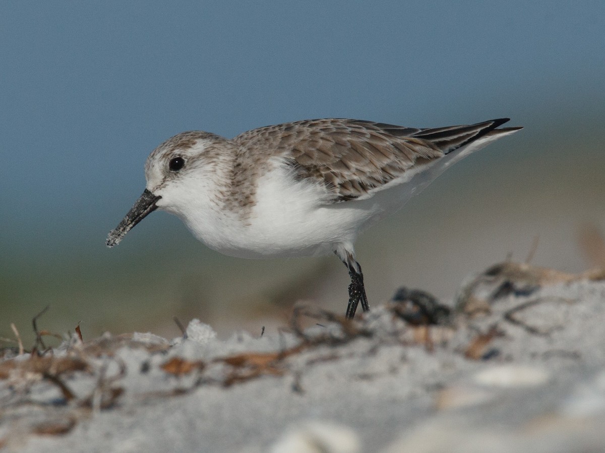 Sanderling - ML641260411