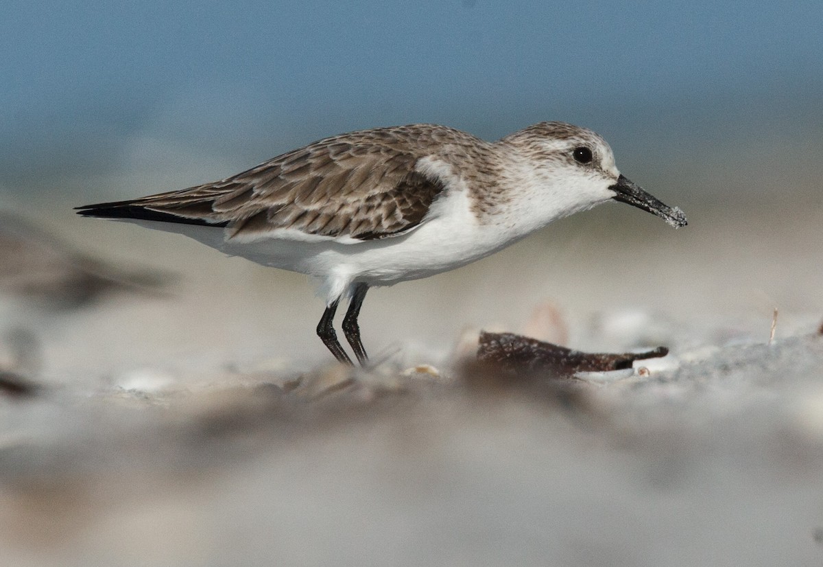Sanderling - ML641260412