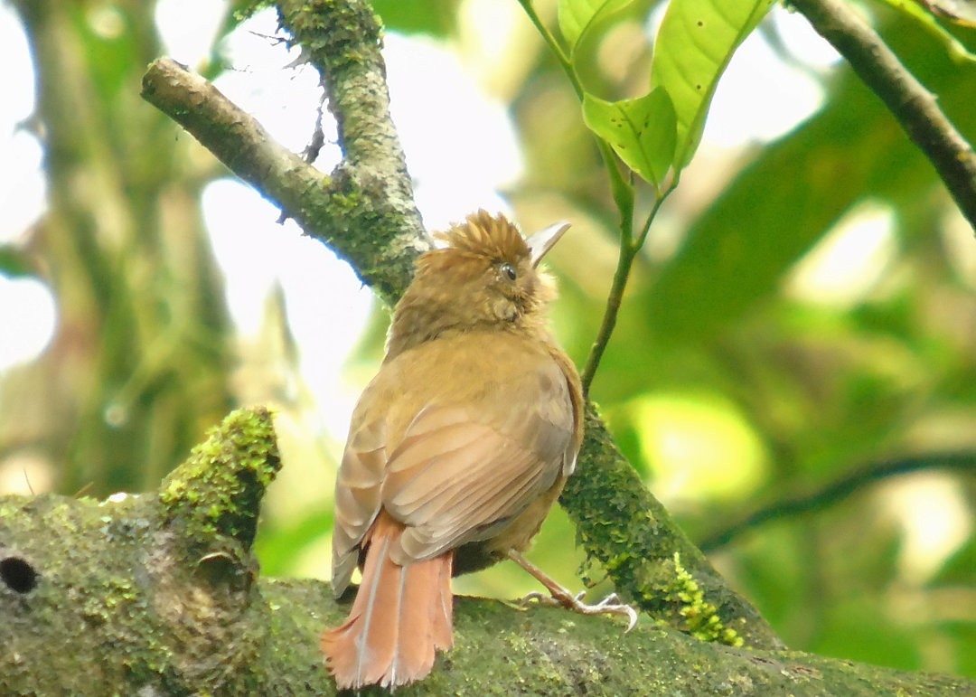 Plain-winged Woodcreeper (Plain-winged) - ML641260563