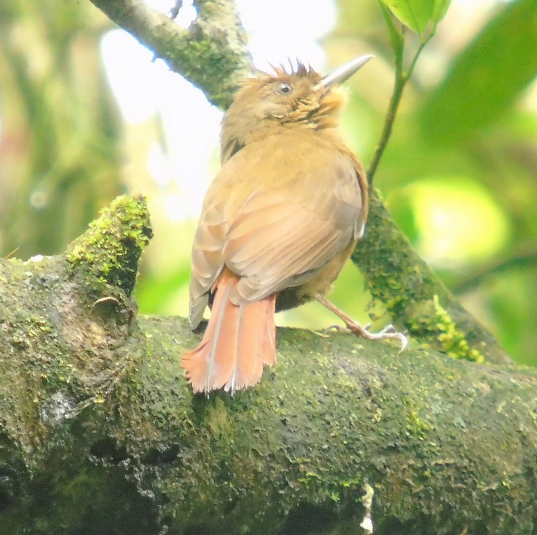 Plain-winged Woodcreeper (Plain-winged) - ML641260564
