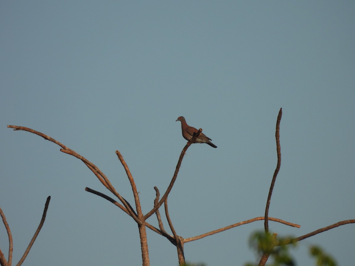 Pale-vented Pigeon - ML641260575
