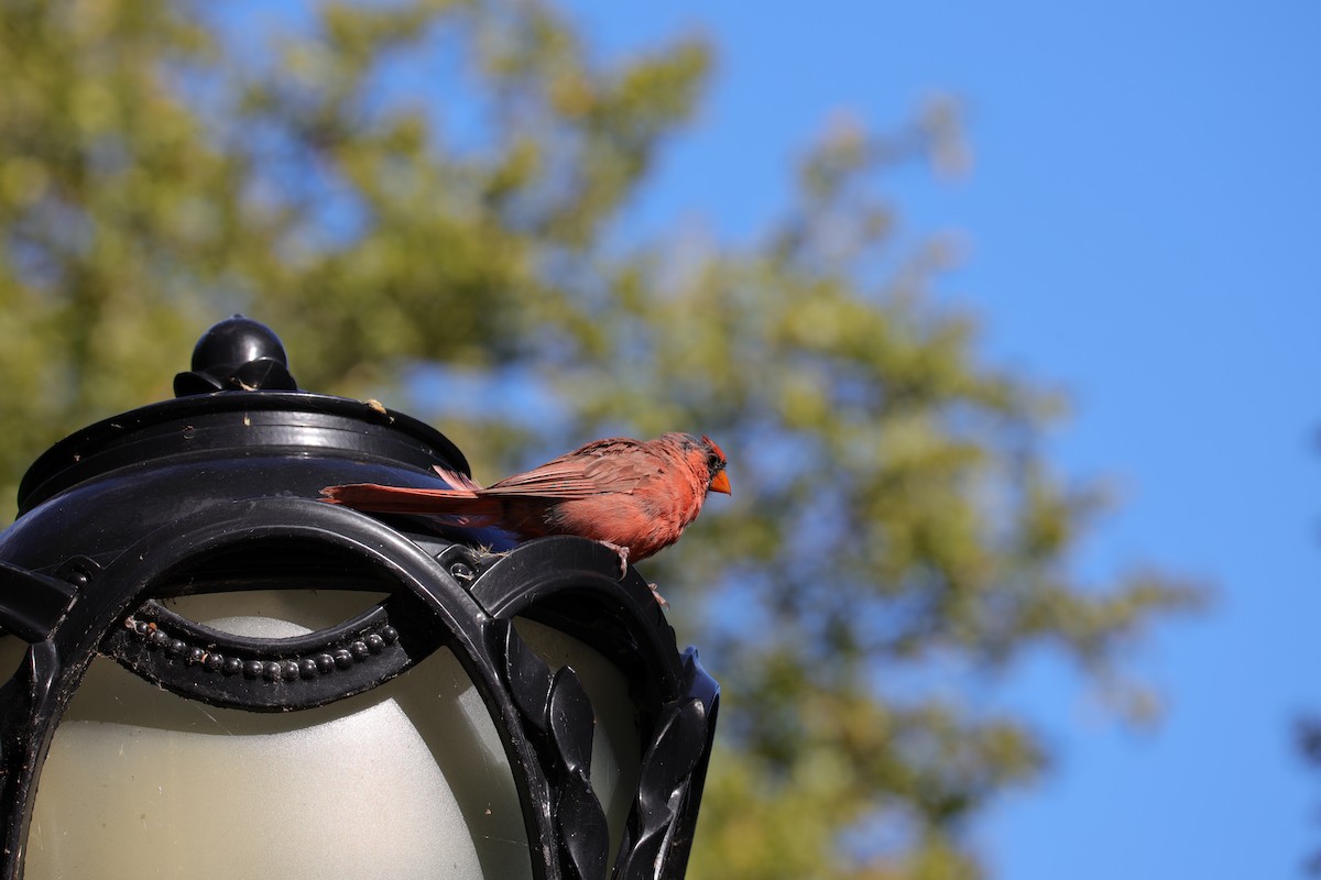 Northern Cardinal - ML641260580