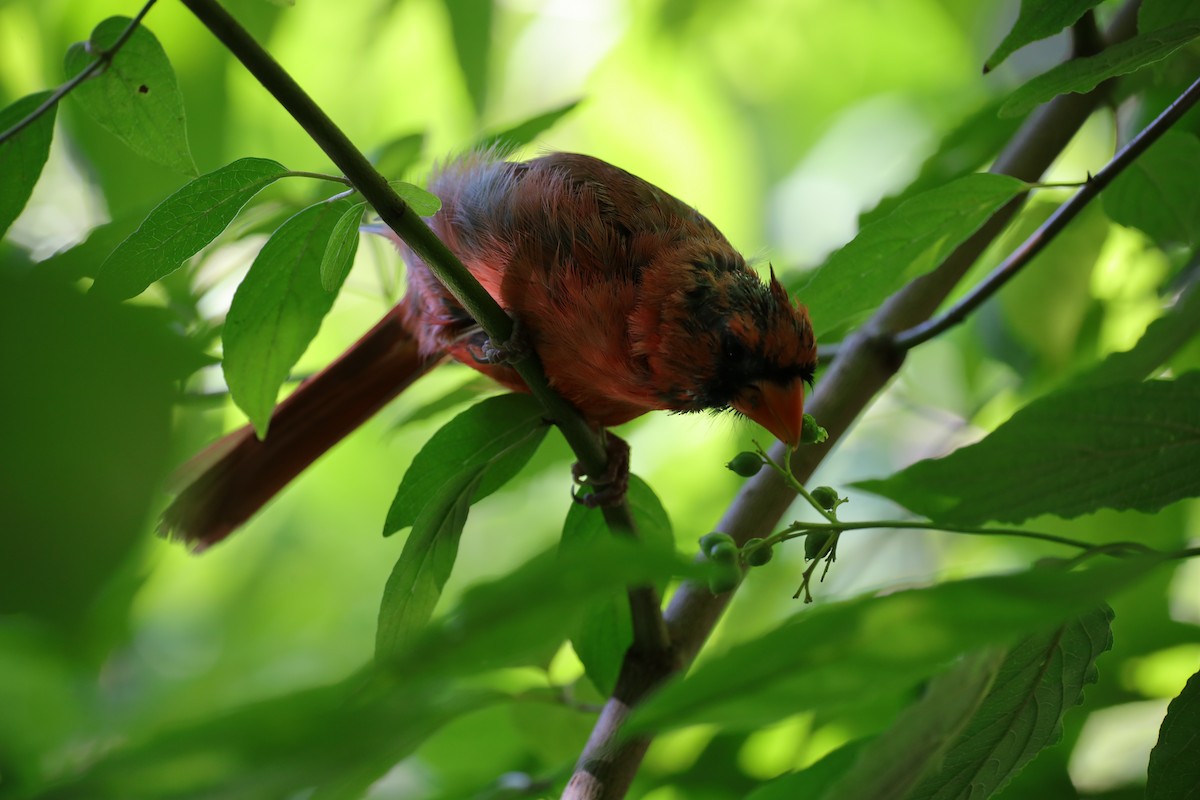 Northern Cardinal - ML641260581