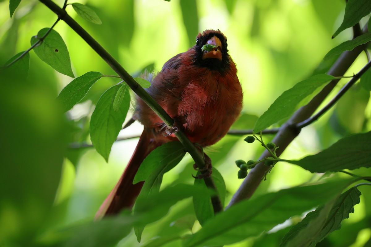 Northern Cardinal - ML641260584