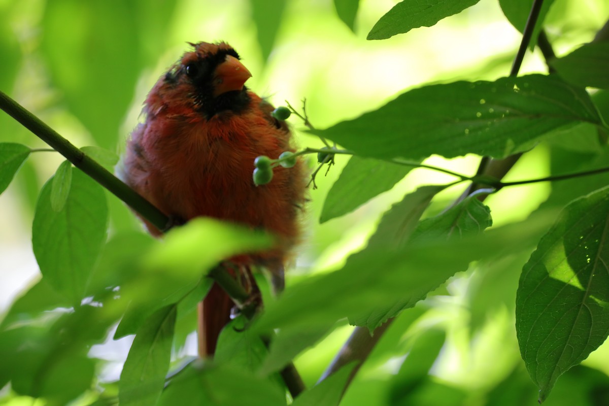 Northern Cardinal - ML641260585