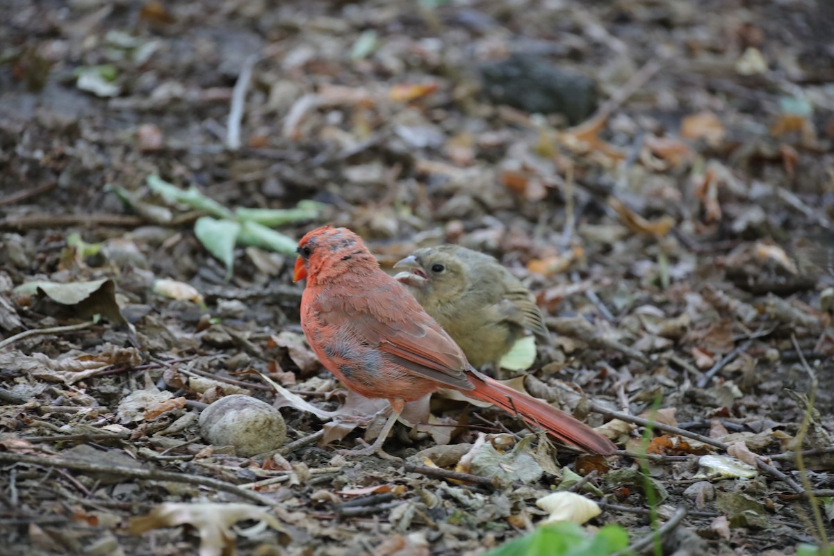 Northern Cardinal - ML641260590