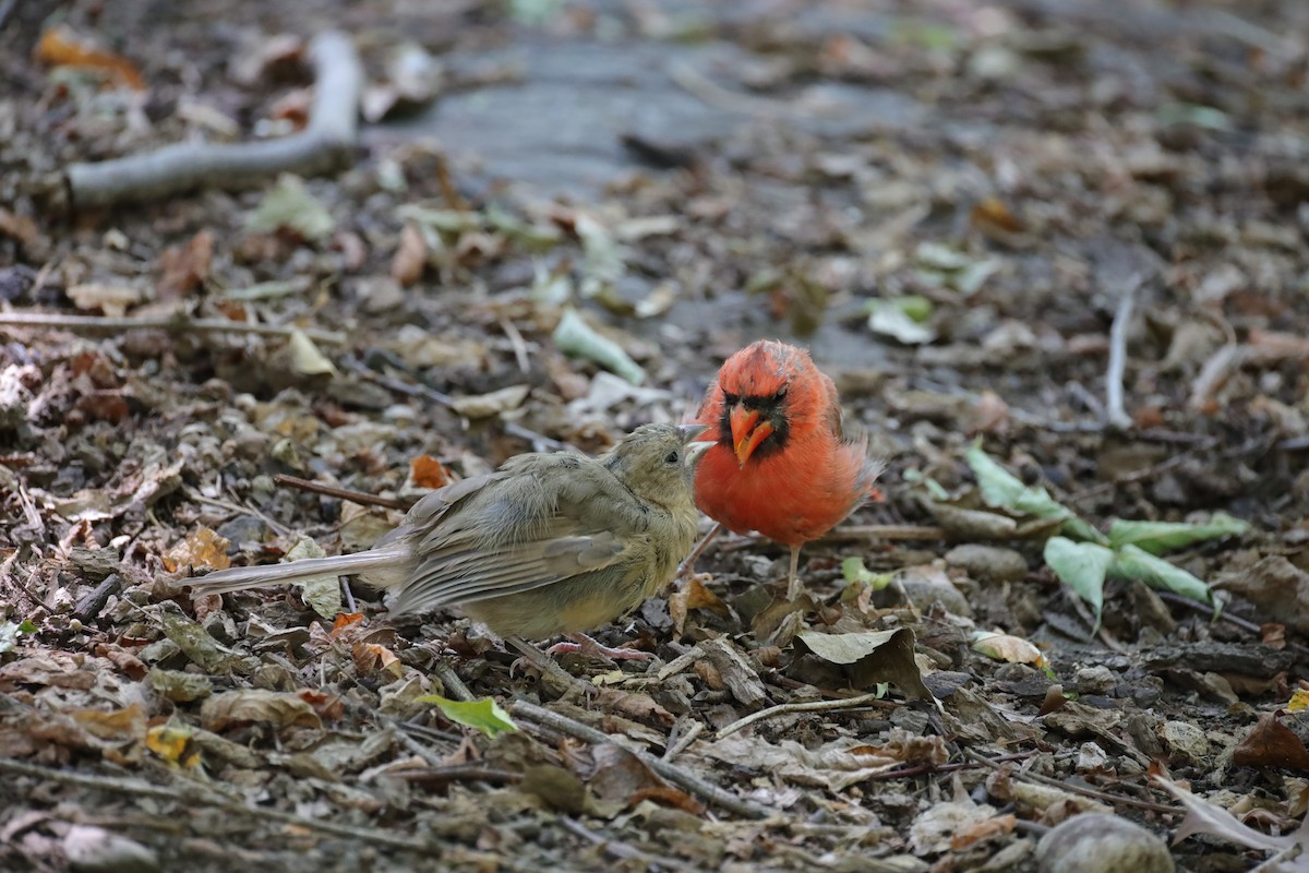 Northern Cardinal - ML641260594