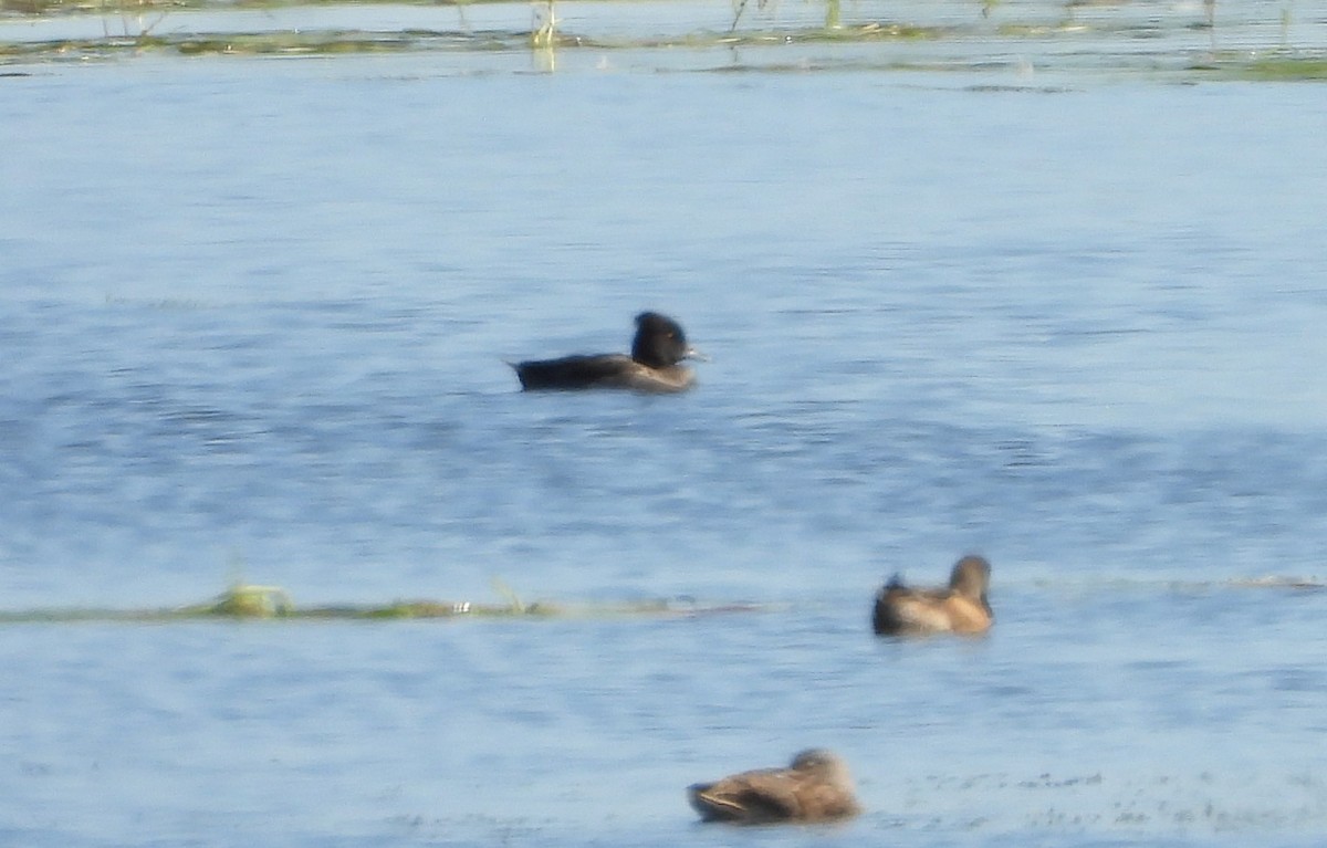 Porrón Moñudo - ML641260612