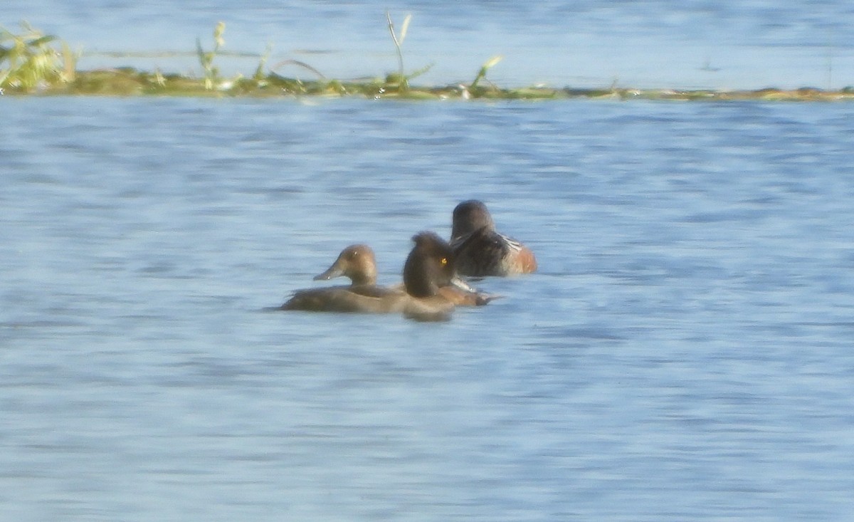 Porrón Moñudo - ML641260626