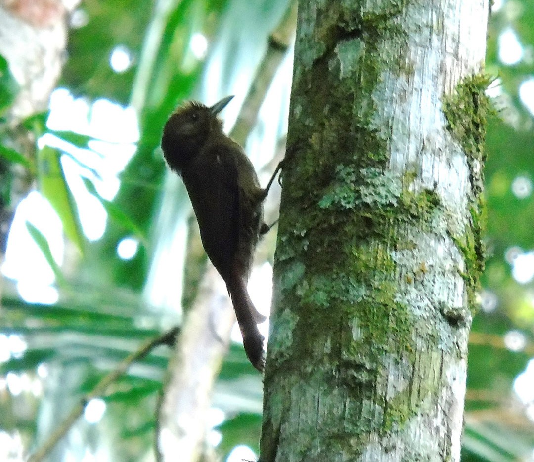 Plain-winged Woodcreeper (Plain-winged) - ML641260640