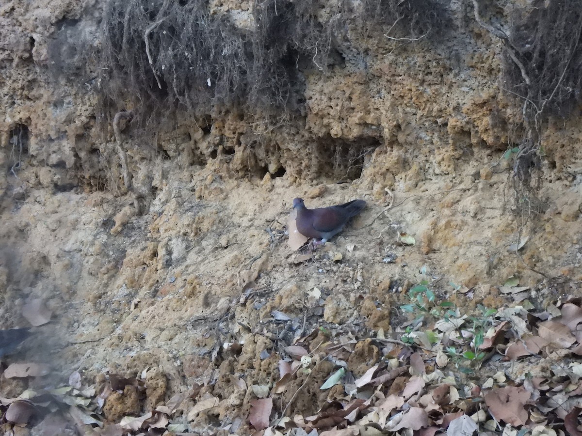 Pale-vented Pigeon - ML641260688
