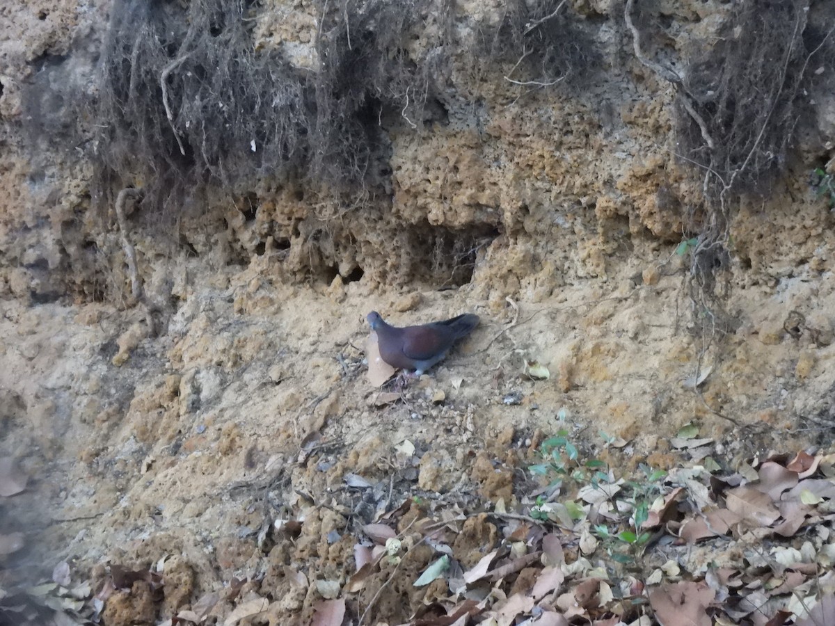 Pale-vented Pigeon - ML641260689