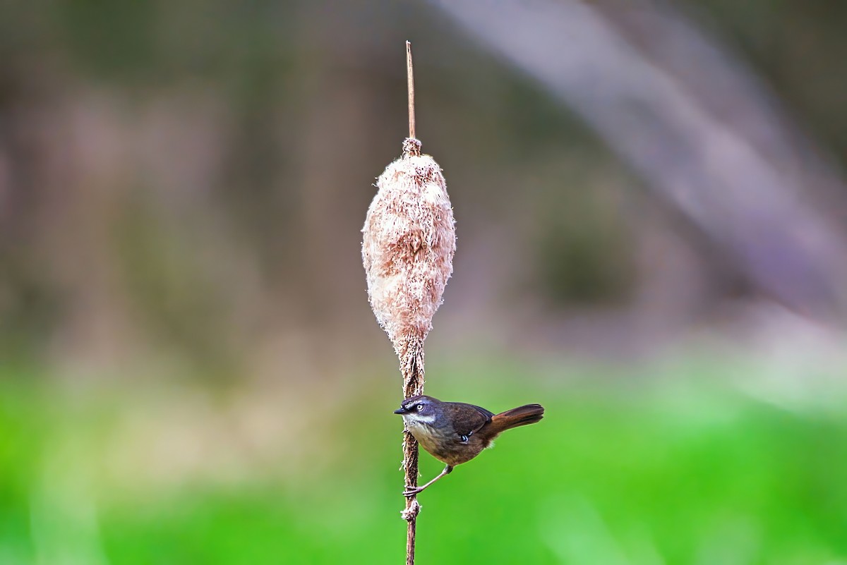 White-browed Scrubwren (White-browed) - ML641260694