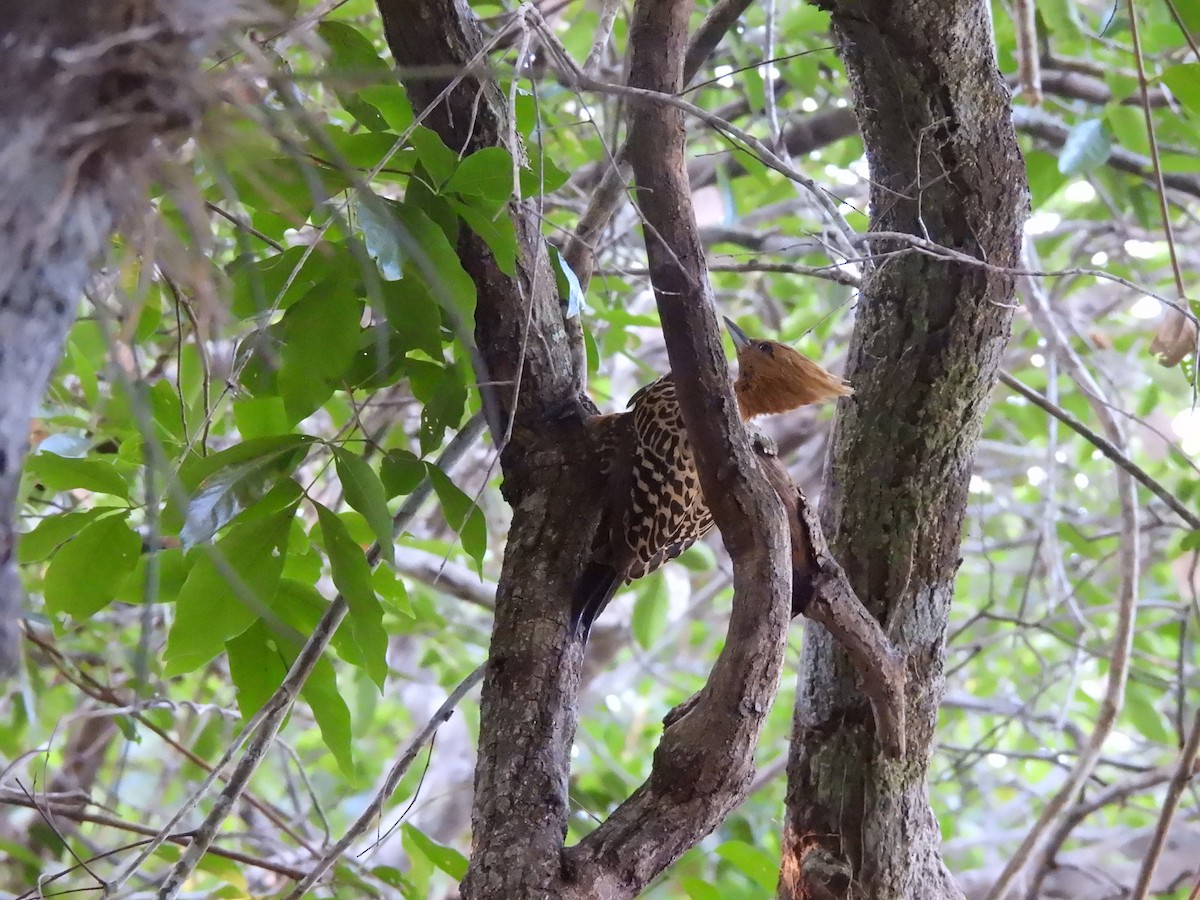 Ochre-backed Woodpecker - ML641260704