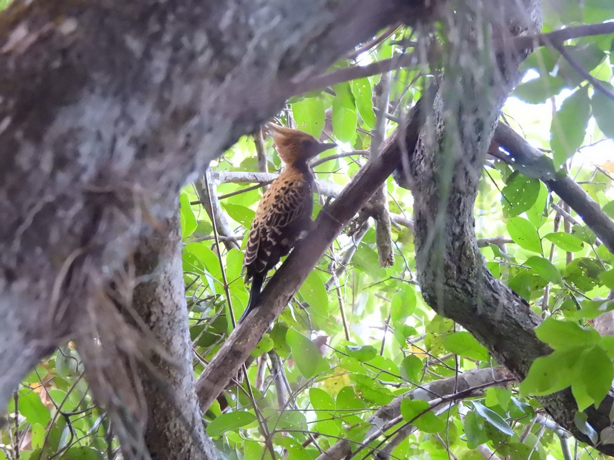 Ochre-backed Woodpecker - ML641260706