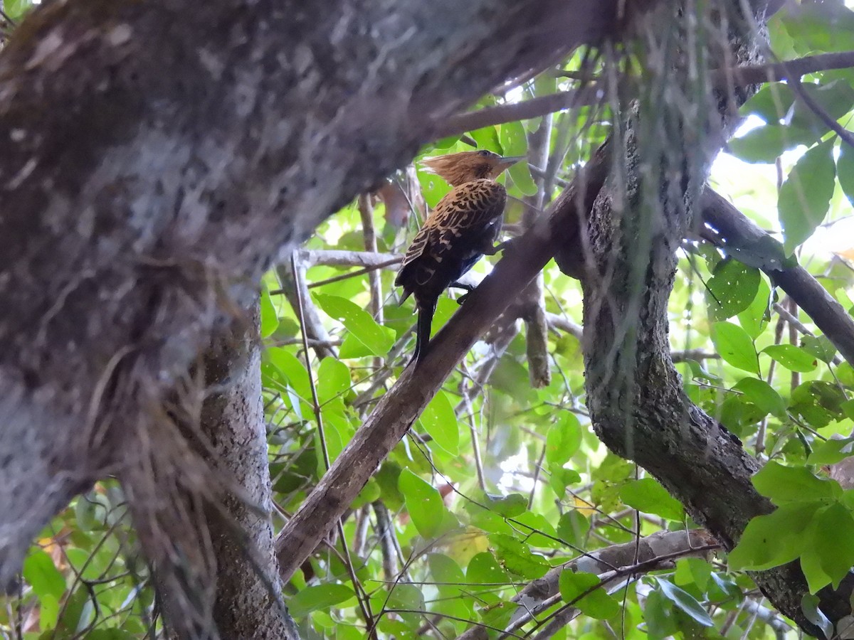 Ochre-backed Woodpecker - ML641260707