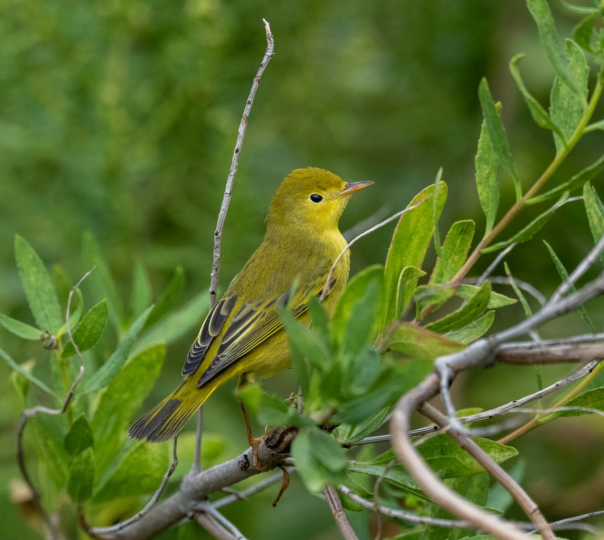 Paruline jaune - ML641260769