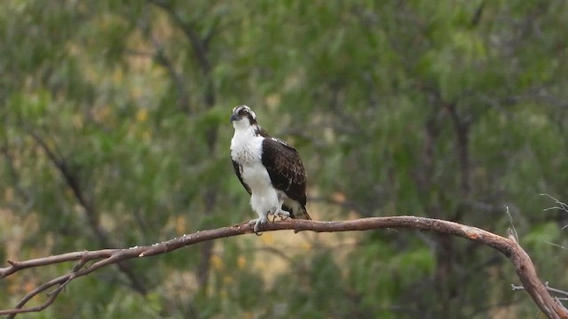 Osprey (American) - ML641260786
