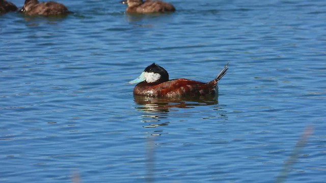 Ruddy Duck - ML641260953