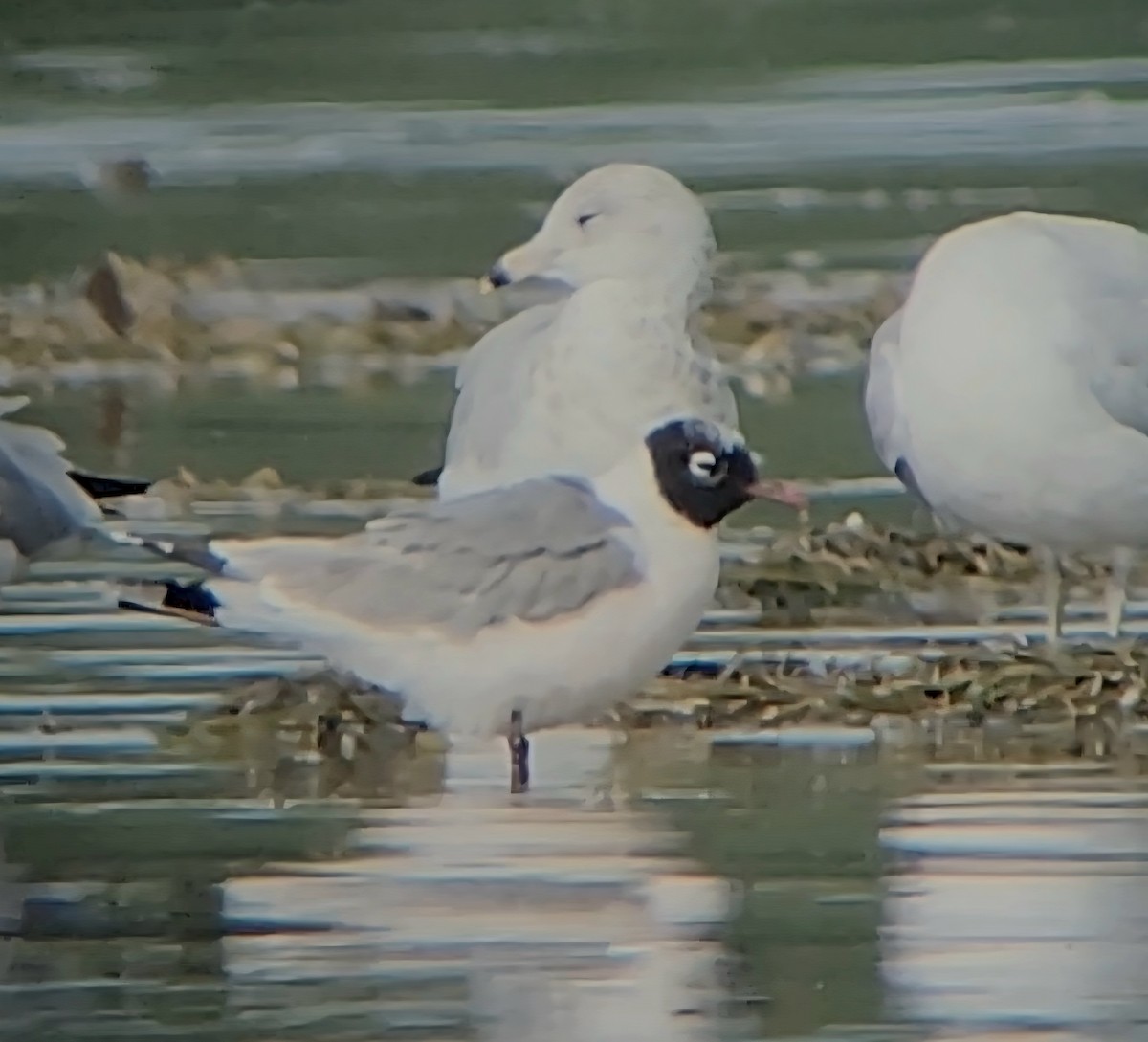 Gabbiano di Franklin - ML641260963