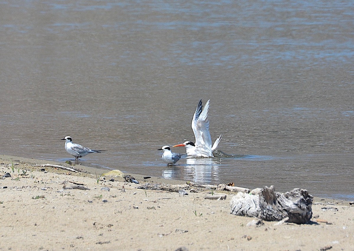 Forster's Tern - ML641260993