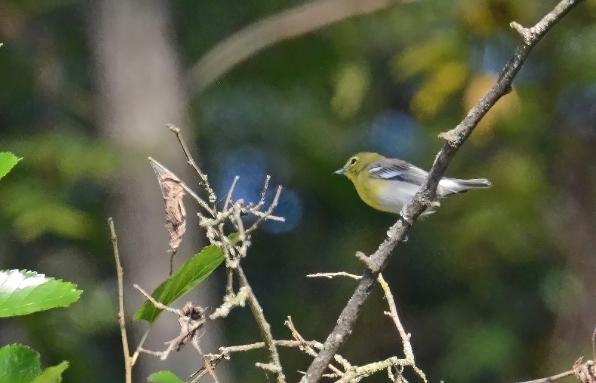 Yellow-throated Vireo - ML641261001