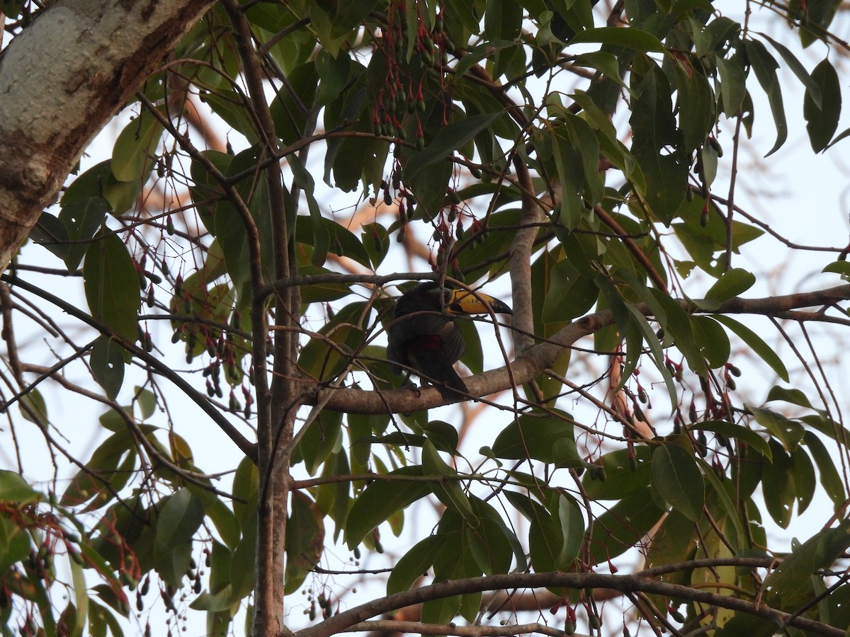 Lettered Aracari - ML641261072