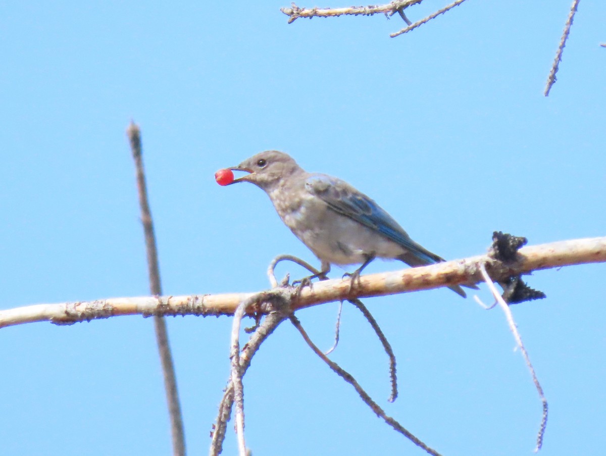 Mountain Bluebird - ML641261102