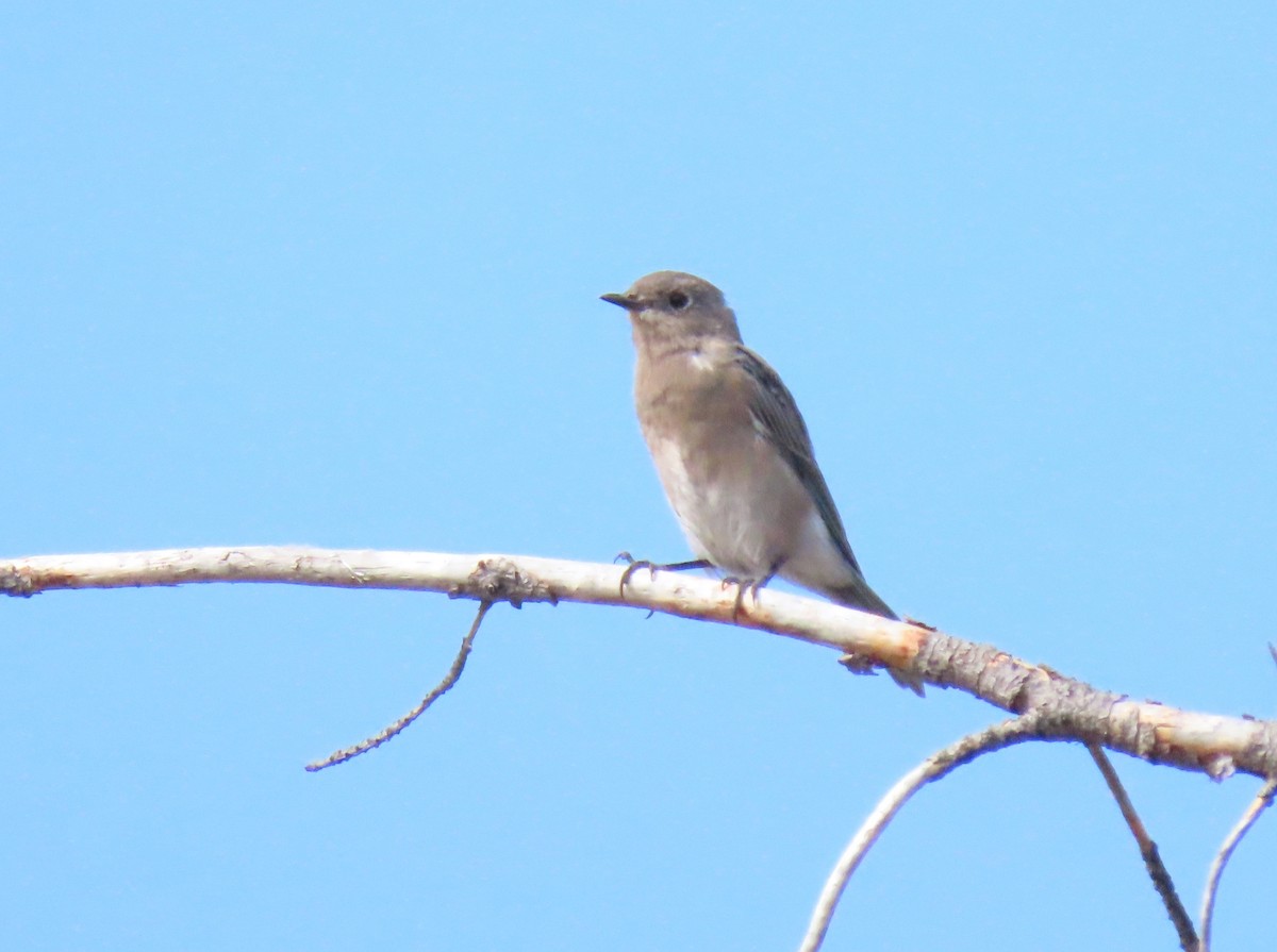 Mountain Bluebird - ML641261103