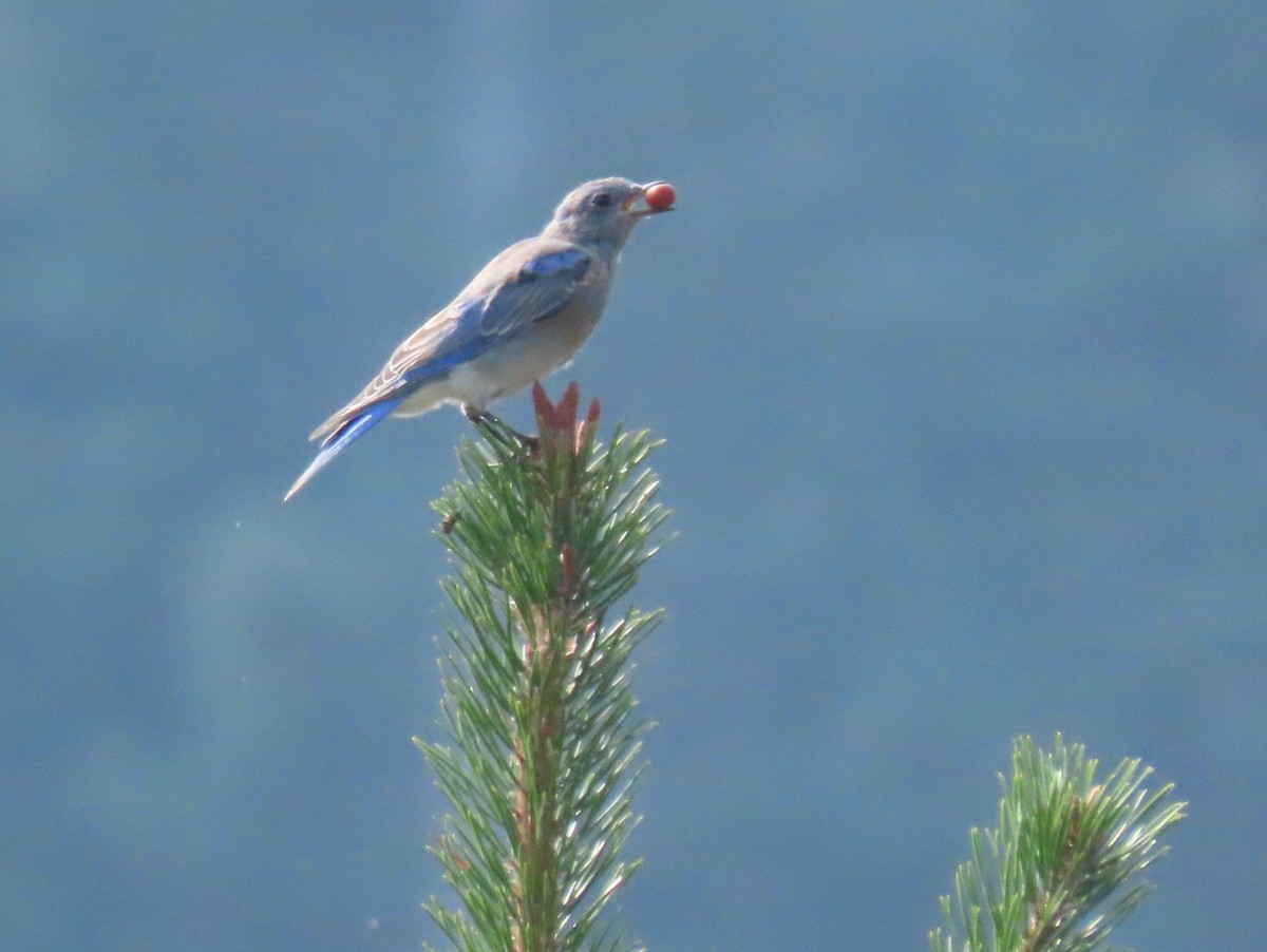 Mountain Bluebird - ML641261104