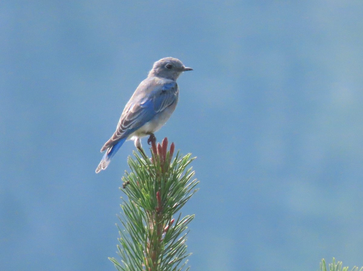 Mountain Bluebird - ML641261105