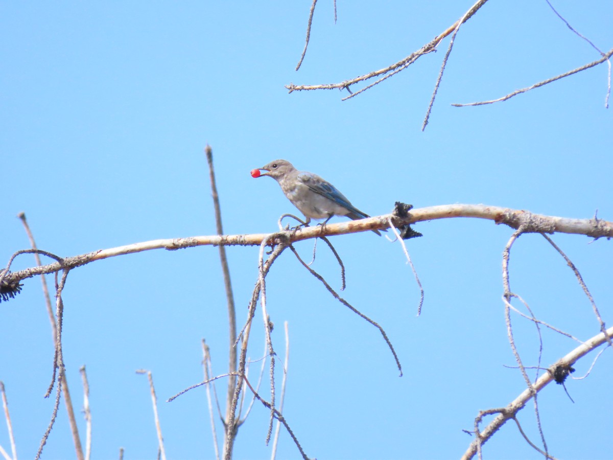 Mountain Bluebird - ML641261107