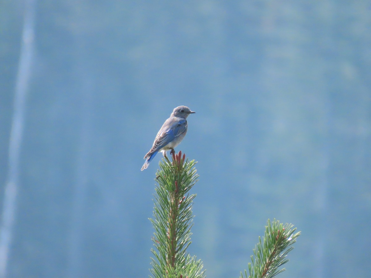 Mountain Bluebird - ML641261109