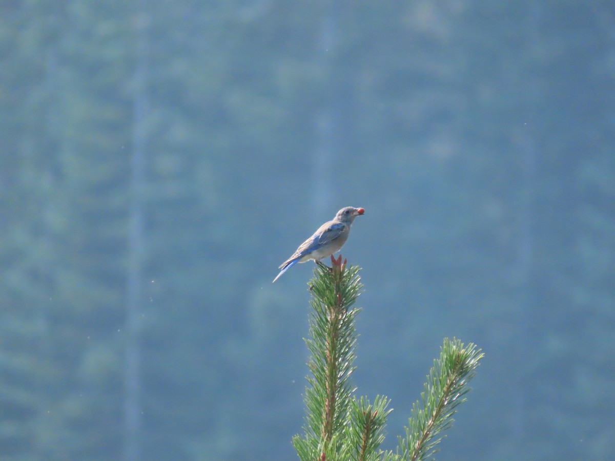 Mountain Bluebird - ML641261110