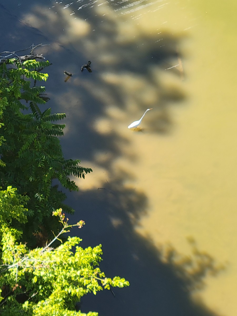 volavka bílá - ML641261196