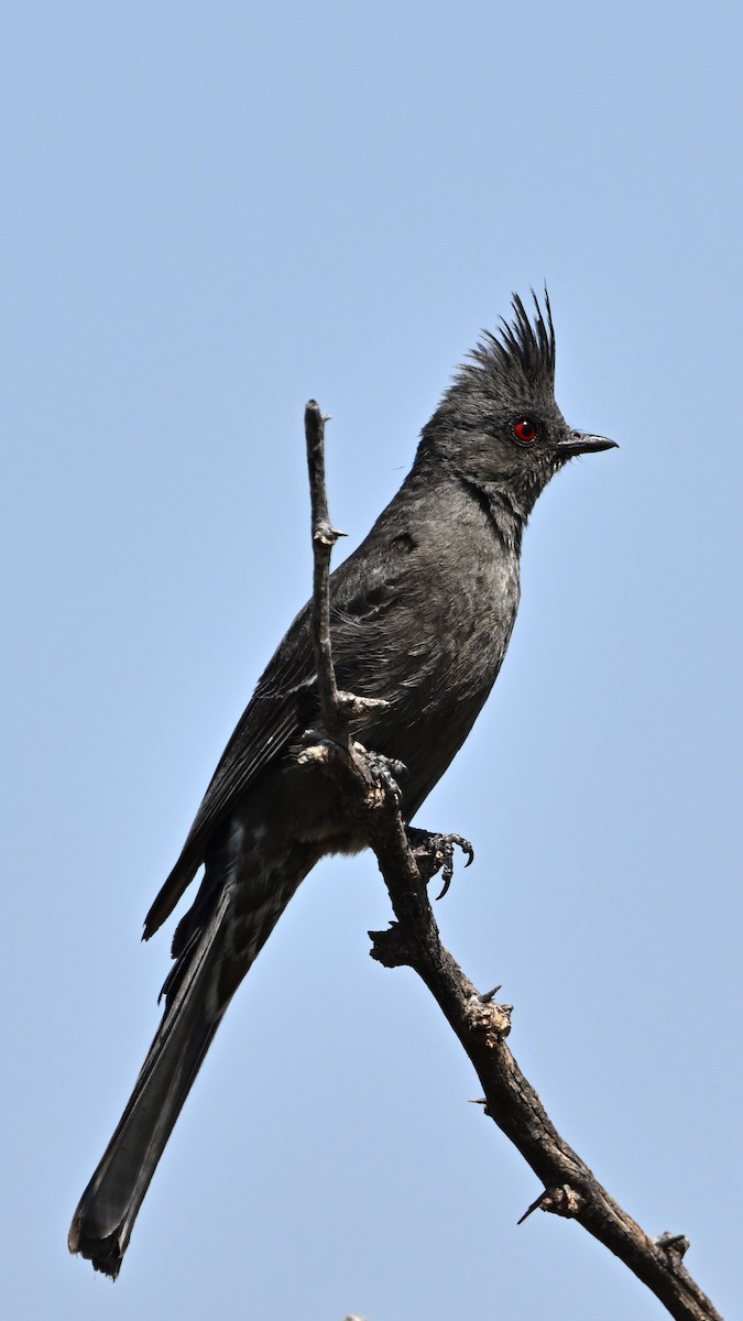 Phainopepla - ML641261222