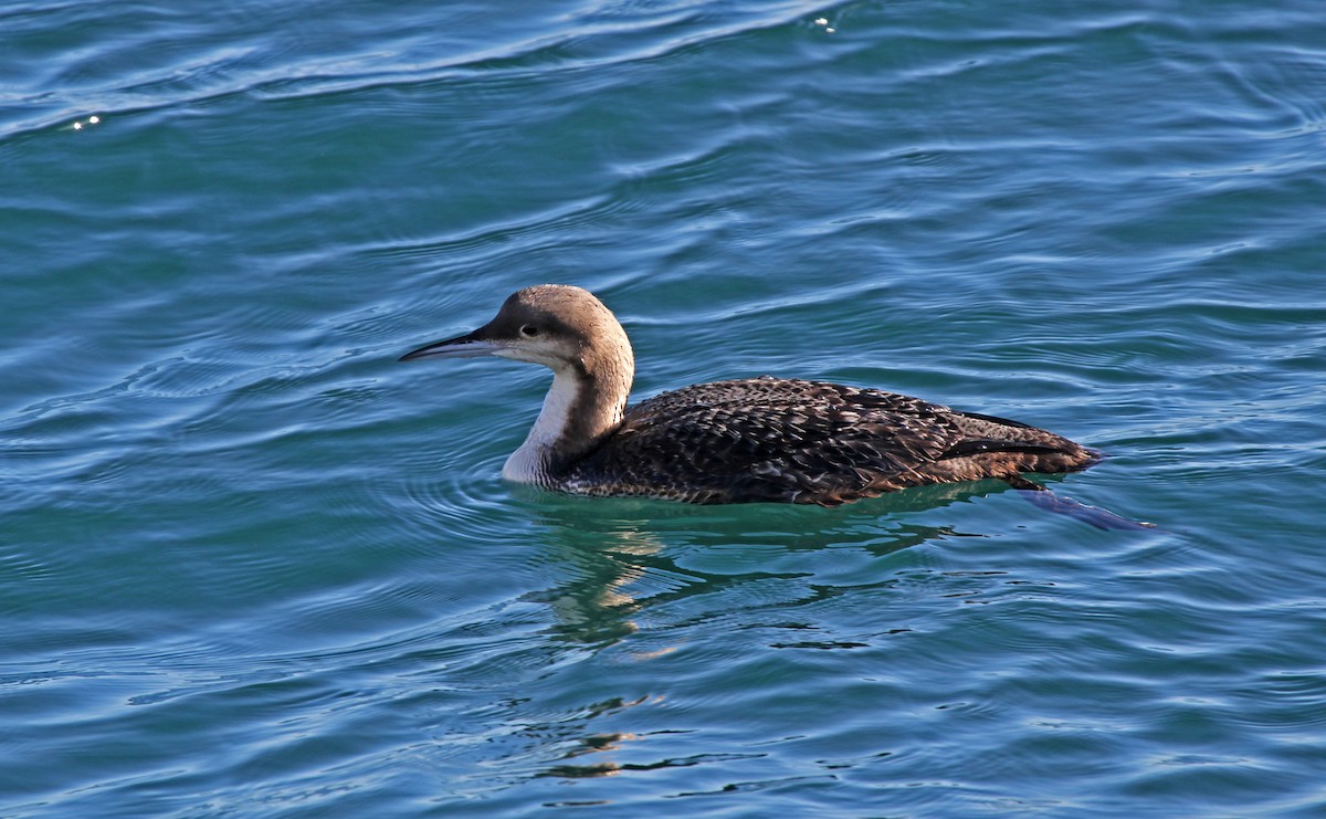 Pacific Loon - ML641261237