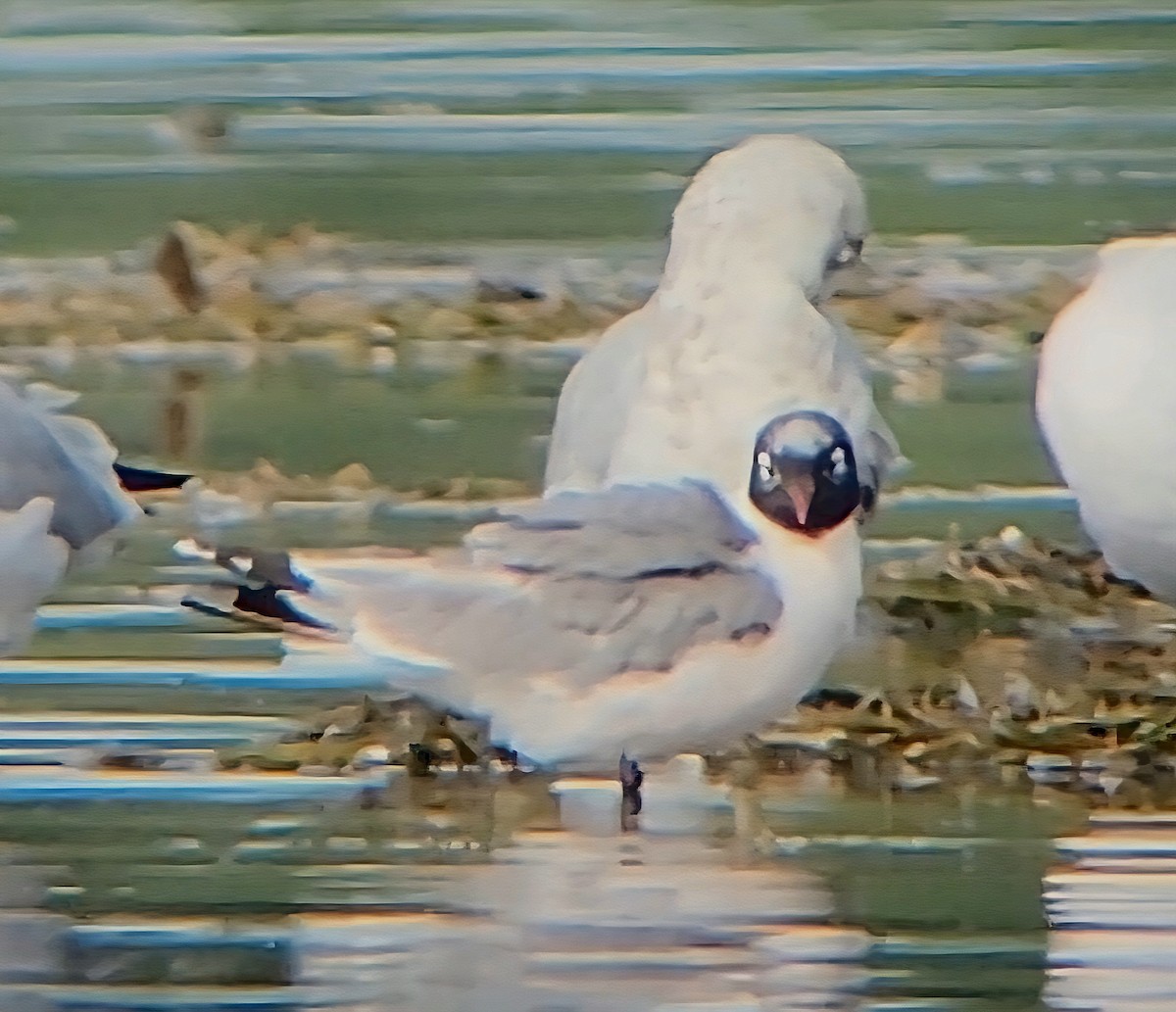 Franklin's Gull - ML641261248