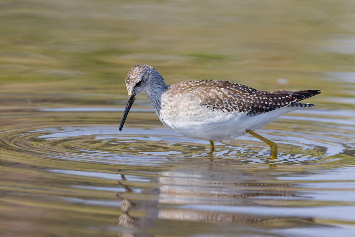 Lesser Yellowlegs - ML641261254