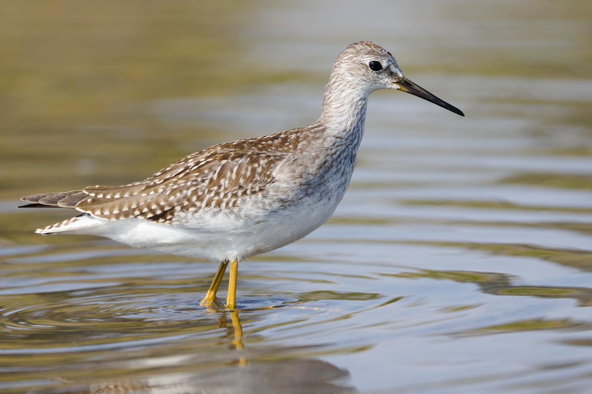 Lesser Yellowlegs - ML641261257