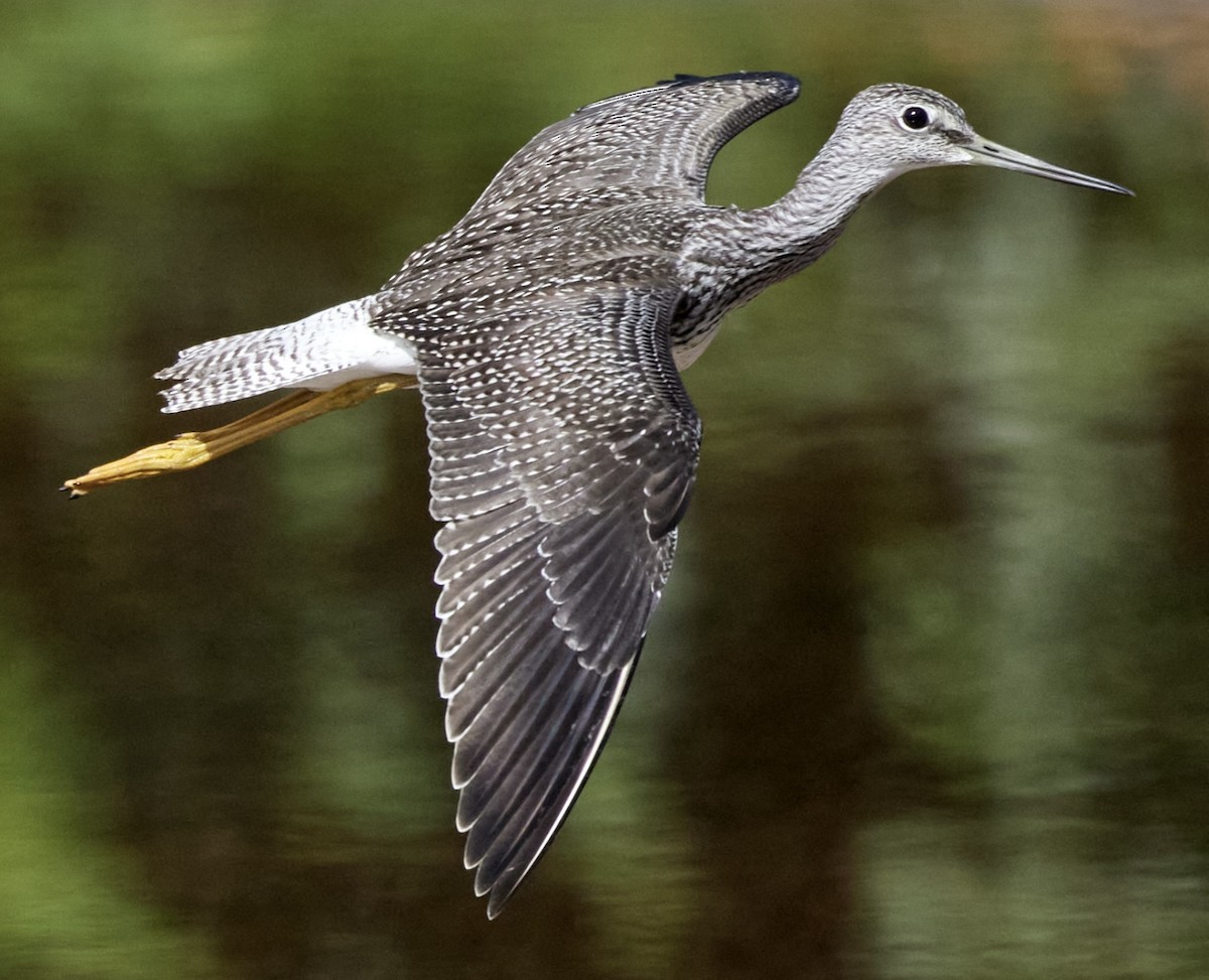 Greater Yellowlegs - ML641261273