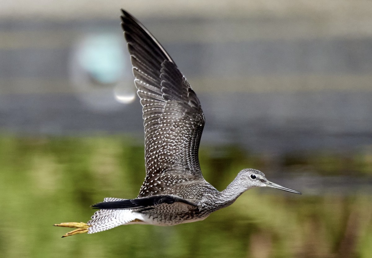 Greater Yellowlegs - ML641261274