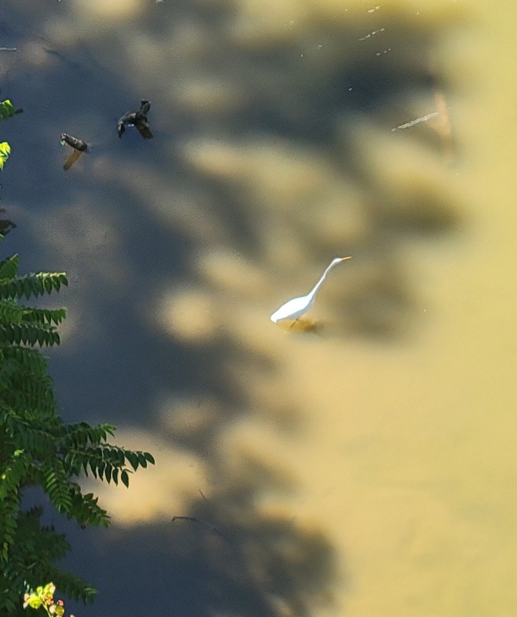 volavka bílá - ML641261281