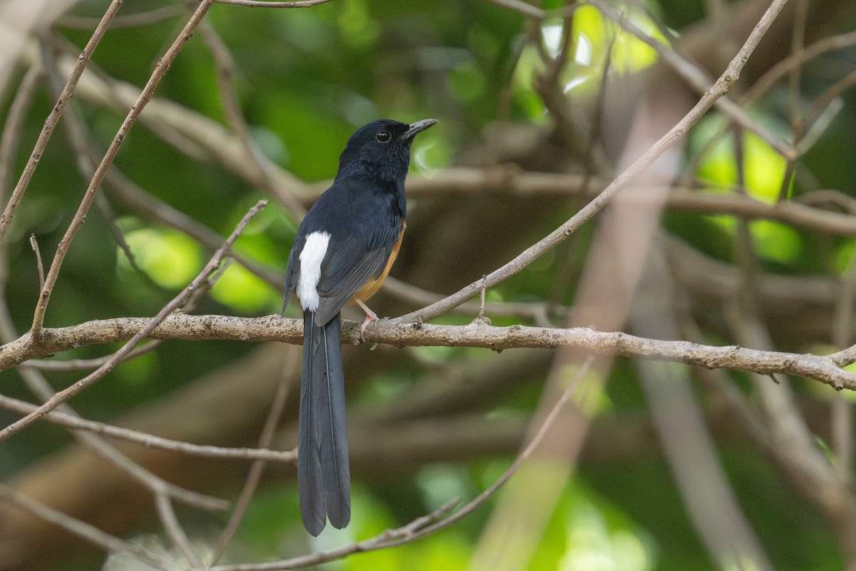 White-rumped Shama - ML641261289