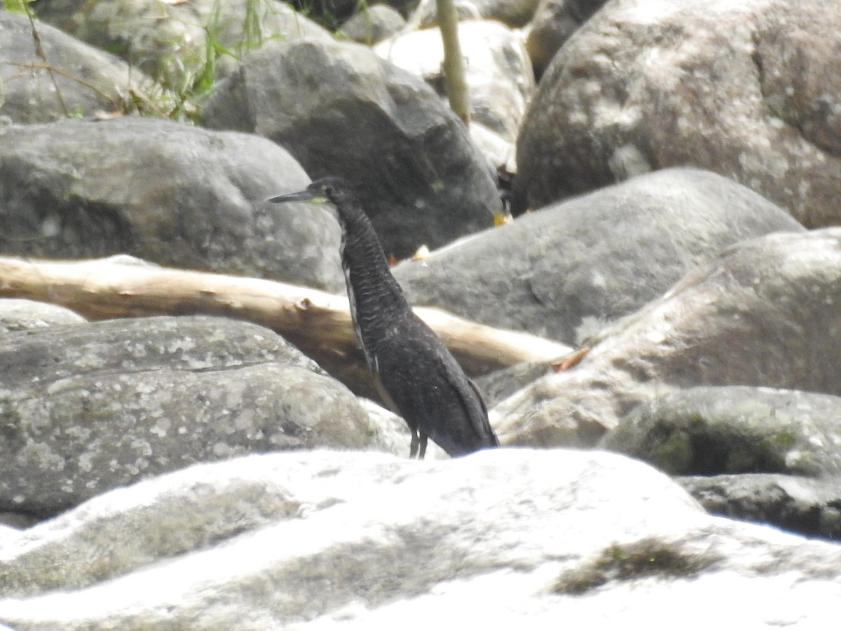 Fasciated Tiger-Heron - ML641261290