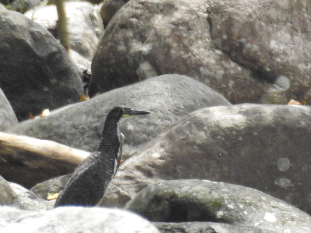Fasciated Tiger-Heron - ML641261291