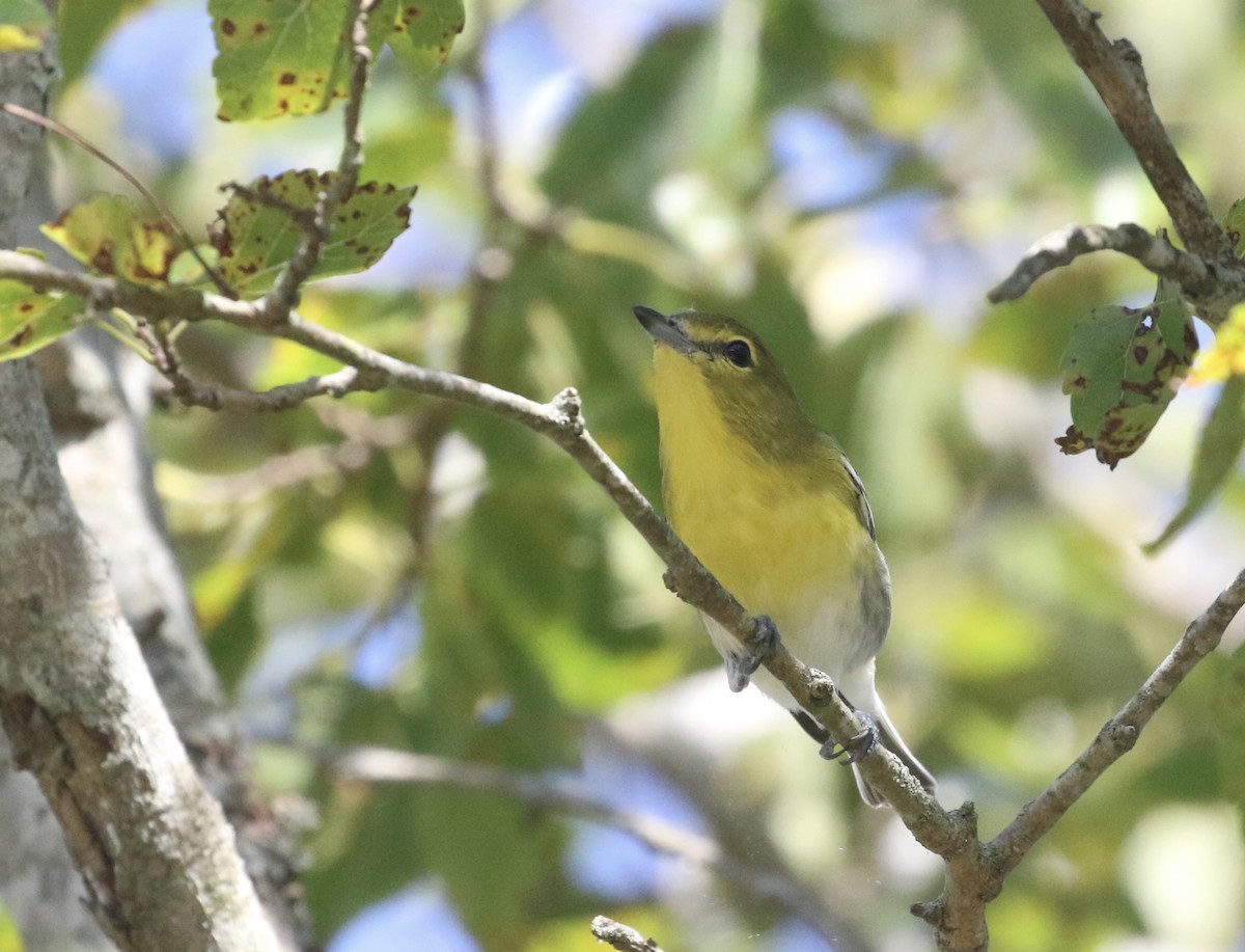 Yellow-throated Vireo - ML641261298
