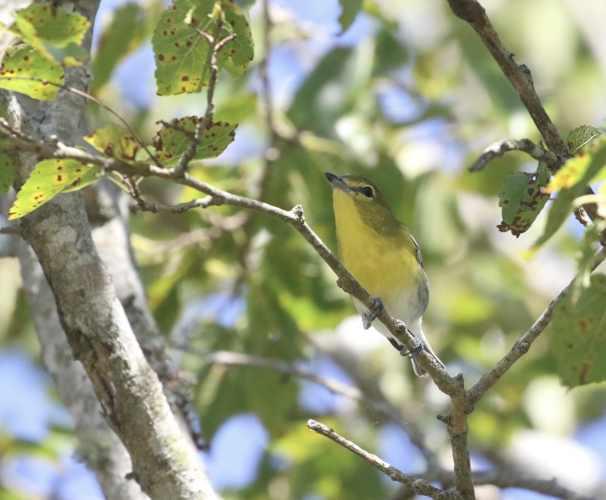 Yellow-throated Vireo - ML641261299